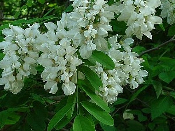 Bezgovo cvetje malo drugače